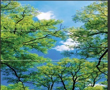 آسمان مجازی درخت