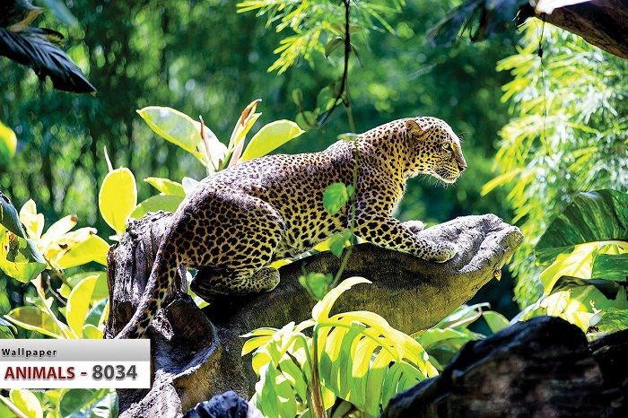 پوستر حیوانات 3