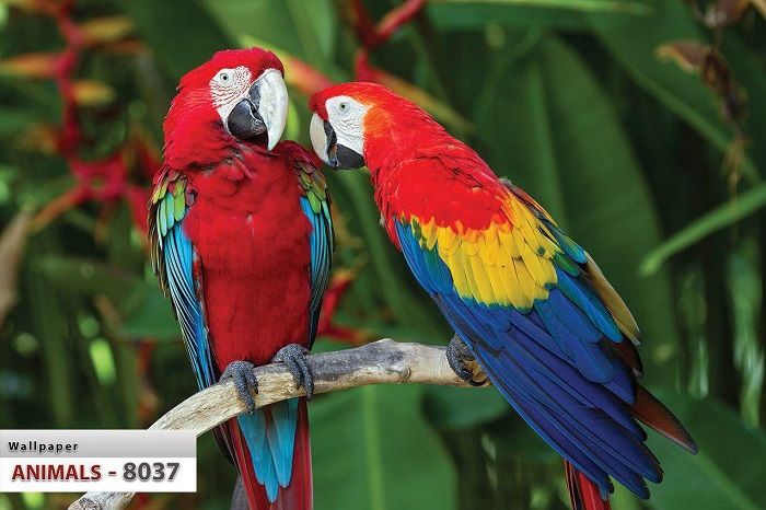 پوستر حیوانات 4