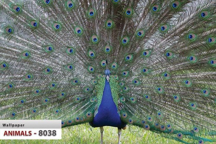 پوستر حیوانات 5