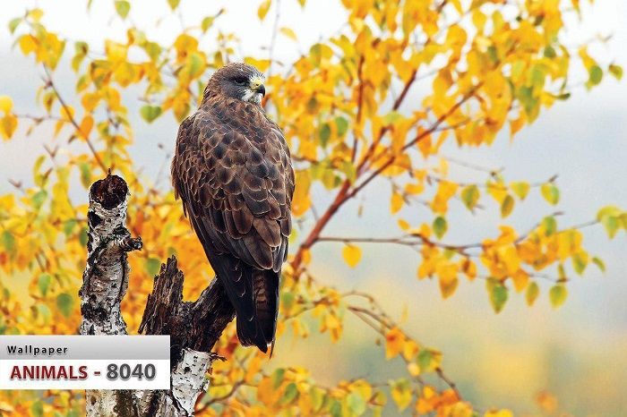 پوستر حیوانات 7