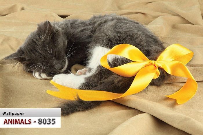 پوستر حیوانات 9