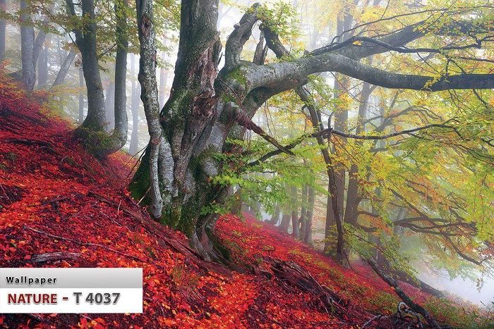 پوستر طبیعت 10